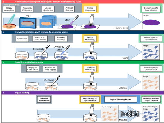 Review on Digital Staining in Optical Microscopy using Deep Learning
