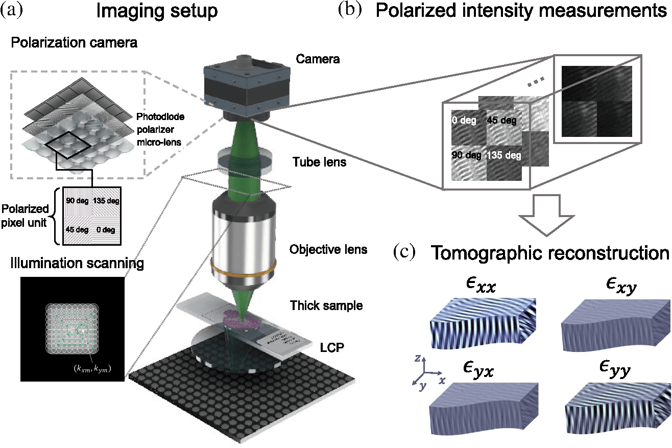 Tensorial Tomographic Fourier Ptychography with Applications to Muscle Tissue Imaging