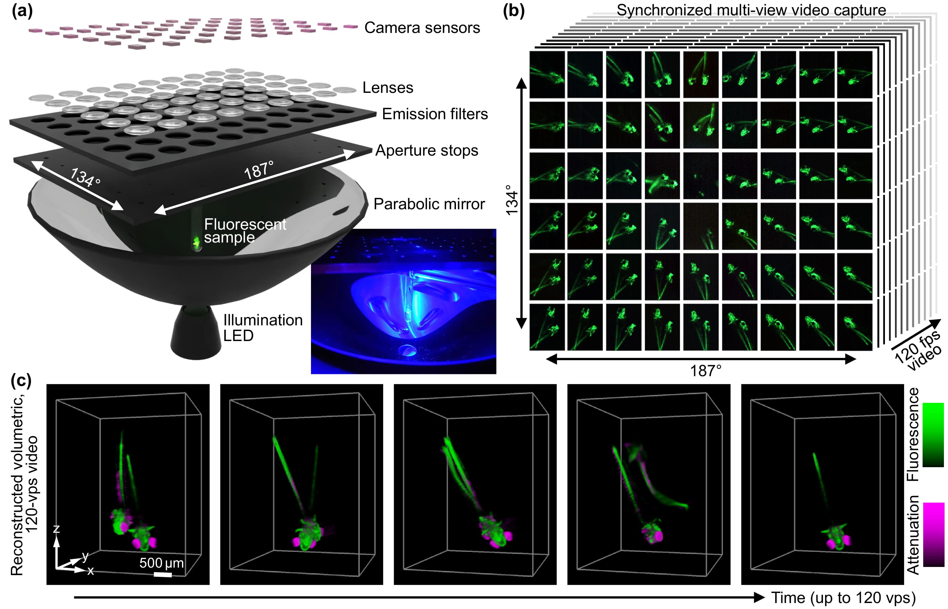High-speed 4D fluorescence light field tomography of whole freely moving organisms